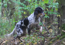 Caccia con il cane da ferma: vicini all’apertura Caccia con il cane da ferma