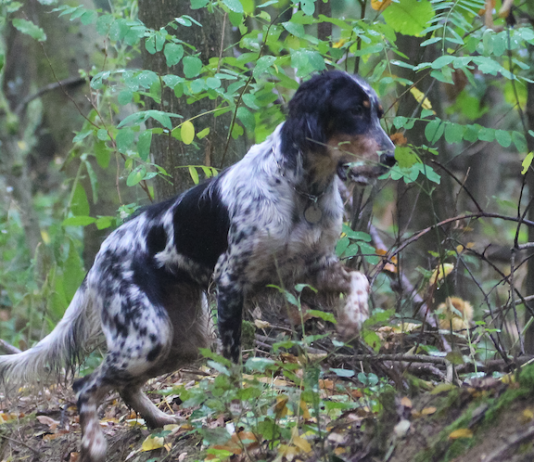Caccia con il cane da ferma: vicini all’apertura Caccia con il cane da ferma
