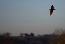 Atlante delle migrazioni 2022: tutti i dati a disposizione Atlante delle migrazioni