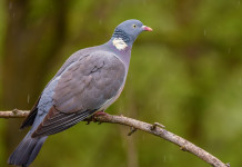 Sospeso il calendario venatorio della Sicilia Sospeso il calendario venatorio della Sicilia: colombaccio su ramo