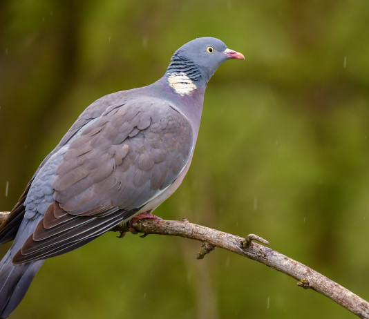 Sospeso il calendario venatorio della Sicilia Sospeso il calendario venatorio della Sicilia: colombaccio su ramo