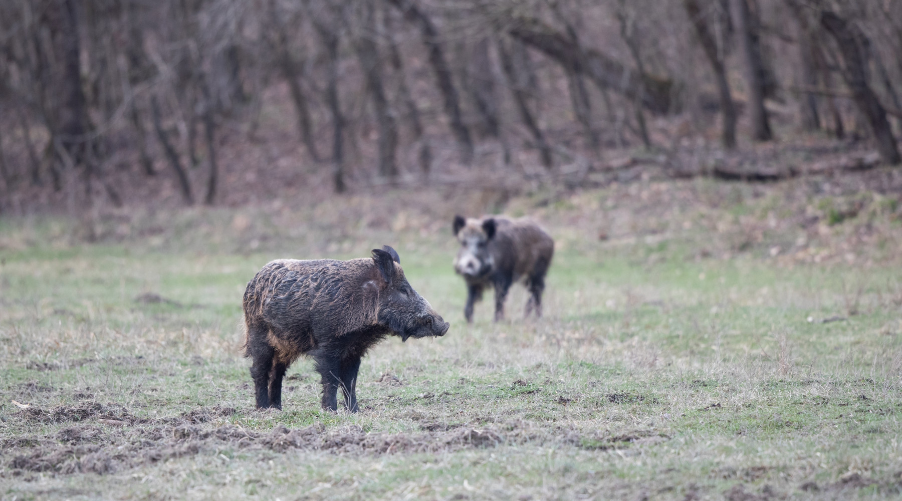 Spese degli Atc lombardi, la proposta di legge Spese degli Atc lombardi: due cinghiali nel bosco
