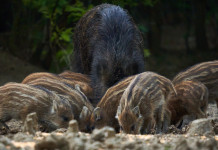 Spese degli Atc per risarcimento danni, l’emendamento Spese degli Atc per risarcimento danni: cinghiale femmina e piccoli grufolano