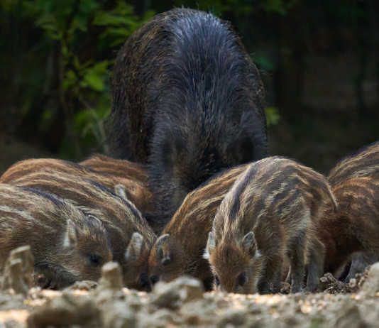 Spese degli Atc per risarcimento danni, l’emendamento Spese degli Atc per risarcimento danni: cinghiale femmina e piccoli grufolano