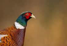 Ufficiale il calendario venatorio della Toscana 2022/2023 Ufficiale il calendario venatorio della Toscana 2022 2023