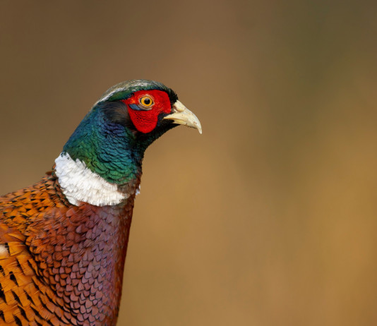 Ufficiale il calendario venatorio della Toscana 2022/2023 Ufficiale il calendario venatorio della Toscana 2022 2023