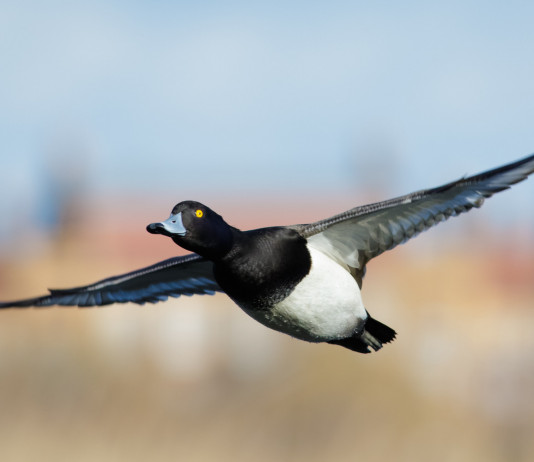 Approvato il calendario venatorio del Veneto 2022/2023 Approvato il calendario venatorio del veneto 2022 2023: moretta in volo, caccia agli acquatici