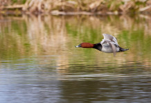 Approvato il calendario venatorio della Sardegna 2022/2023 Approvato il calendario venatorio della Sardegna 2022 2023: moriglione in volo in ambiente acquatico