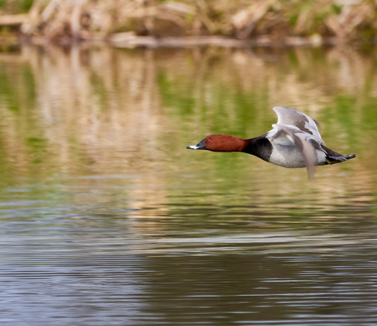Approvato il calendario venatorio della Sardegna 2022/2023 Approvato il calendario venatorio della Sardegna 2022 2023: moriglione in volo in ambiente acquatico