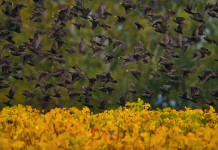 Autorizzata la preapertura della caccia in Toscana Autorizzata la preapertura della caccia in Toscana: stormo di storni in volo