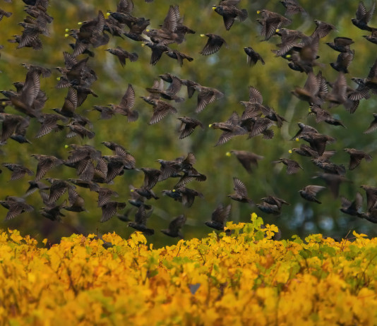 Autorizzata la preapertura della caccia in Toscana Autorizzata la preapertura della caccia in Toscana: stormo di storni in volo