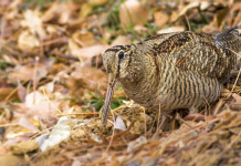 Calendario venatorio del Lazio 2022/2023: le date Calendario venatorio del Lazio 2022-2023: beccaccia tra le foglie