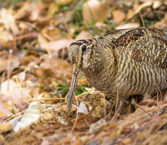 Calendario venatorio del Lazio 2022/2023: le date Calendario venatorio del Lazio 2022-2023: beccaccia tra le foglie