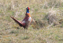 Calendario venatorio del Molise 2022/2023: ecco le date Calendario venatorio del Molise 2022 2023: fagiano in ambiente naturale