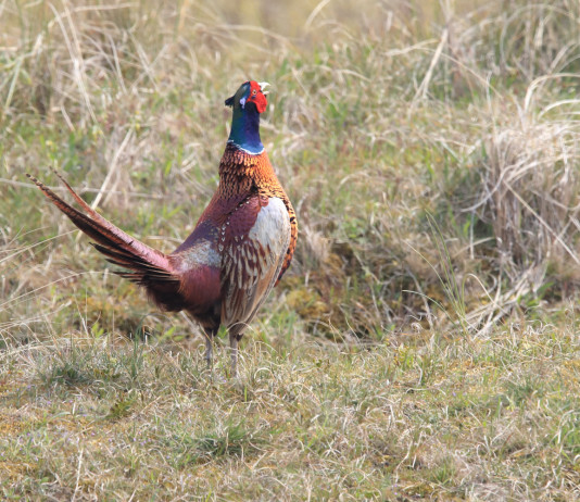 Calendario venatorio del Molise 2022/2023: ecco le date Calendario venatorio del Molise 2022 2023: fagiano in ambiente naturale