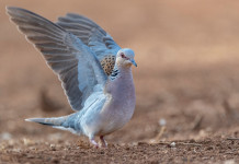 Calendario venatorio della Calabria 2022/2023: le date Calendario venatorio della Calabria 2022 2023:: tortora in volo