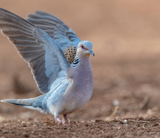 Calendario venatorio della Calabria 2022/2023: le date Calendario venatorio della Calabria 2022 2023:: tortora in volo