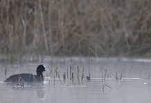 Calendario venatorio della Campania, interrogazione all’assessore Calendario venatorio della Campania: folaga in ambiente naturale