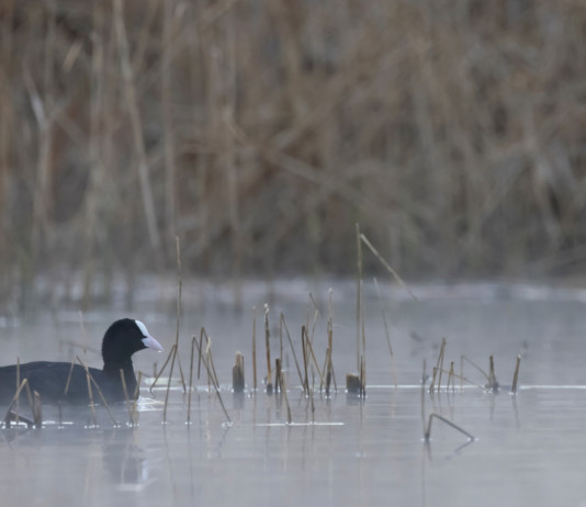 Calendario venatorio della Campania, interrogazione all’assessore Calendario venatorio della Campania: folaga in ambiente naturale