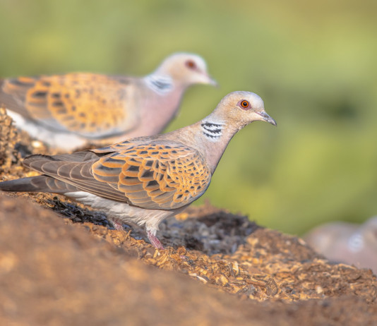 Calendario venatorio della Sardegna, le osservazioni dell’Ispra Calendario venatorio della Sardegna: due tortore