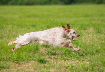 Calendario venatorio della Sicilia 2022/2023, la sentenza d’appello Calendario venatorio della Sicilia 2022 2023: setter bianco arancio durante addestramento