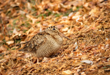 Calendario venatorio delle Marche 2022/2023, ecco l’ufficialità
