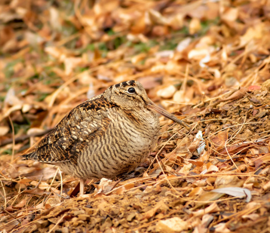 Calendario venatorio delle Marche 2022/2023, ecco l’ufficialità