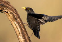 Ecco il calendario venatorio dell’Abruzzo 2022/2023 Ecco il calendario venatorio dell’Abruzzo 2022/2023: merlo (turdus merula) su un ramo