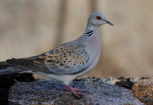 Ok alla preapertura della caccia nel Lazio Ok alla preapertura della caccia nel Lazio: tortora in ambiente acquatico
