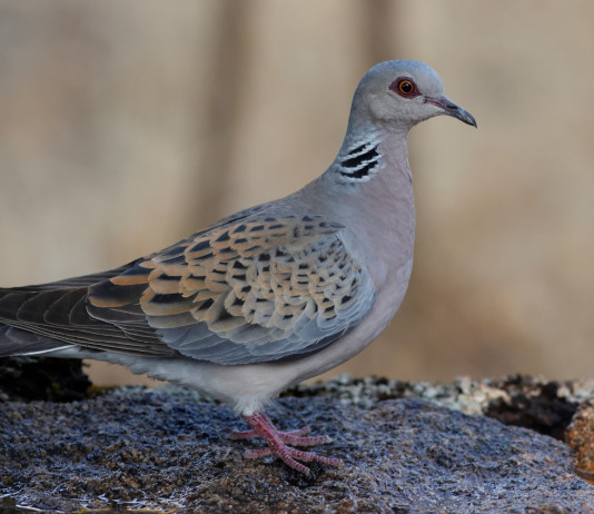 Ok alla preapertura della caccia nel Lazio Ok alla preapertura della caccia nel Lazio: tortora in ambiente acquatico