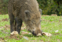 Peste suina africana nel Lazio, la lettera delle associazioni Peste suina africana nel Lazio, la lettera delle associazioni