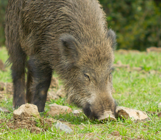 Peste suina africana nel Lazio, la lettera delle associazioni Peste suina africana nel Lazio, la lettera delle associazioni