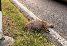 Peste suina africana, origine diversa per i due focolai Peste suina africana: carcassa di cinghiale
