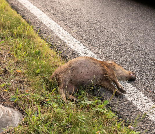 Peste suina africana, origine diversa per i due focolai Peste suina africana: carcassa di cinghiale