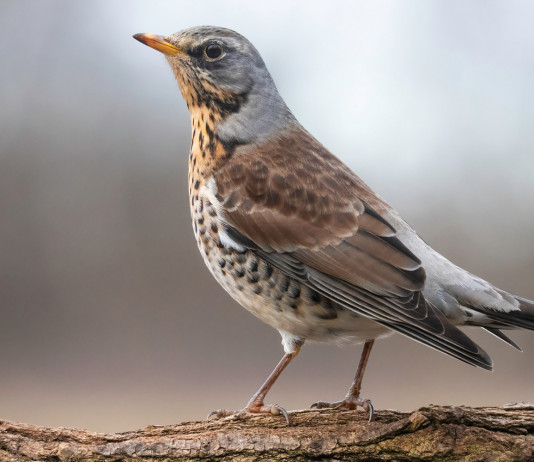 Ricorso contro il calendario venatorio della Lombardia Ricorso contro il calendario venatorio della Lombardia: cesena