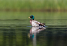 Sospesa la preapertura della caccia nelle Marche Sospesa la preapertura della caccia nelle Marche: germano reale in ambiente acquatico