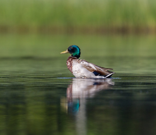 Sospesa la preapertura della caccia nelle Marche Sospesa la preapertura della caccia nelle Marche: germano reale in ambiente acquatico