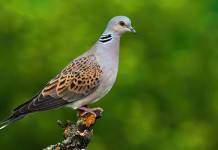 Umbria, ok alla preapertura della caccia alla tortora Umbria, ok alla preapertura della caccia alla tortora