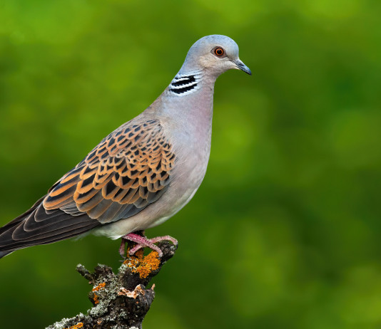 Umbria, ok alla preapertura della caccia alla tortora Umbria, ok alla preapertura della caccia alla tortora