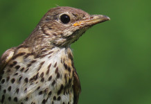 Apertura della caccia in Toscana: l’aggiornamento Apertura della caccia in Toscana: tordo bottaccio