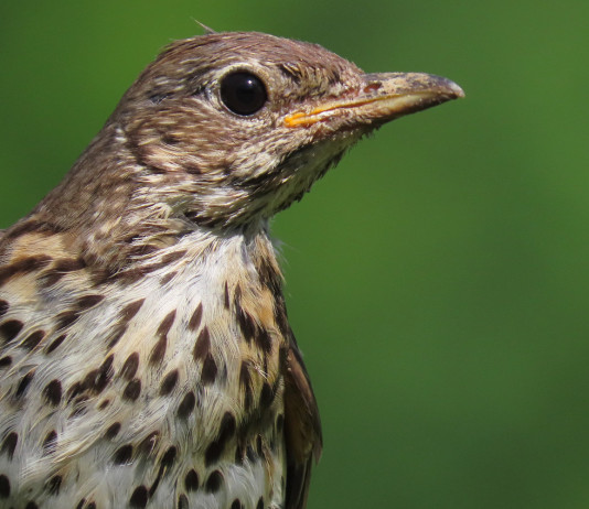 Apertura della caccia in Toscana: l’aggiornamento Apertura della caccia in Toscana: tordo bottaccio
