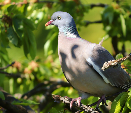 Apertura della caccia in Umbria: le indicazioni Apertura della caccia in Umbria le indicazioni