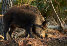Braccata in Toscana, il calendario per Atc Braccata in Toscana: cinghiale