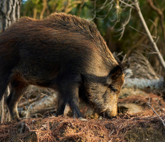 Braccata in Toscana, il calendario per Atc Braccata in Toscana: cinghiale