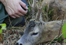 Caccia Magazine ottobre 2022 in edicola dal 20 settembre Caccia Magazine ottobre 2022 in edicola dal 20 settembre: Marco Caimi a caccia di un maschio di capriolo