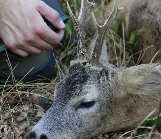 Caccia Magazine ottobre 2022 in edicola dal 20 settembre Caccia Magazine ottobre 2022 in edicola dal 20 settembre: Marco Caimi a caccia di un maschio di capriolo