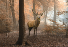 Caccia al cervo in Toscana, ecco i piani di prelievo Caccia al cervo in Toscana: cervo in ambiente autunnale
