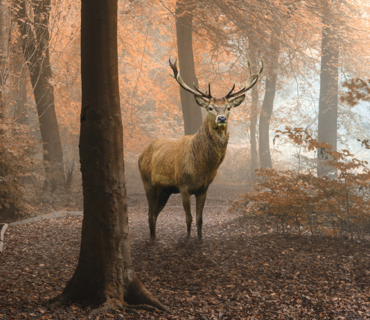 Caccia al cervo in Toscana, ecco i piani di prelievo Caccia al cervo in Toscana: cervo in ambiente autunnale