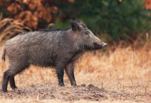 Caccia al cinghiale in Piemonte, le novità Caccia al cinghiale in Piemonte: cinghiale nel bosco in stagione autunnale