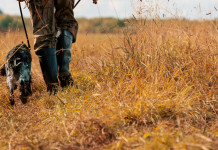 Calendari venatori regionali 2022/2023: la comparazione Calendari venatori regionali 2022 2023: cane e cacciatore da dietro in ambiente autunnale